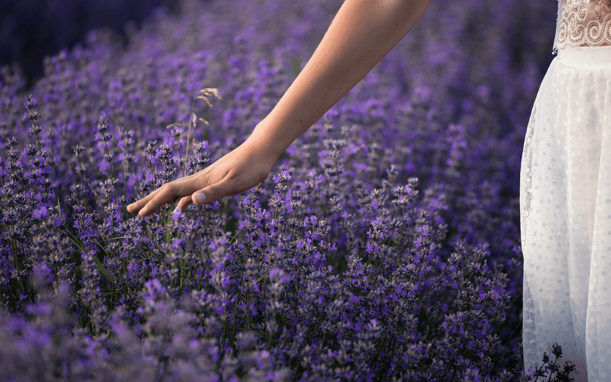 Article Silexan: lavanda que acalma a mente sem riscos de dependência thumbnail